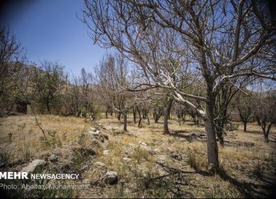 باغات بام ایران در حال خشک شدن، آب دهی قنات ها 60 درصد کاهش یافت