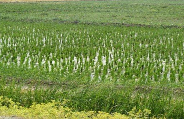 چشم برنج کاران به دست دولت است
