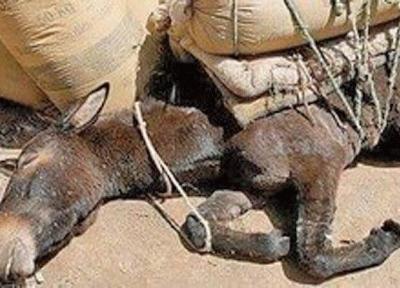 یونان متهم به حیوان آزاری برای مقاصد گردشگری