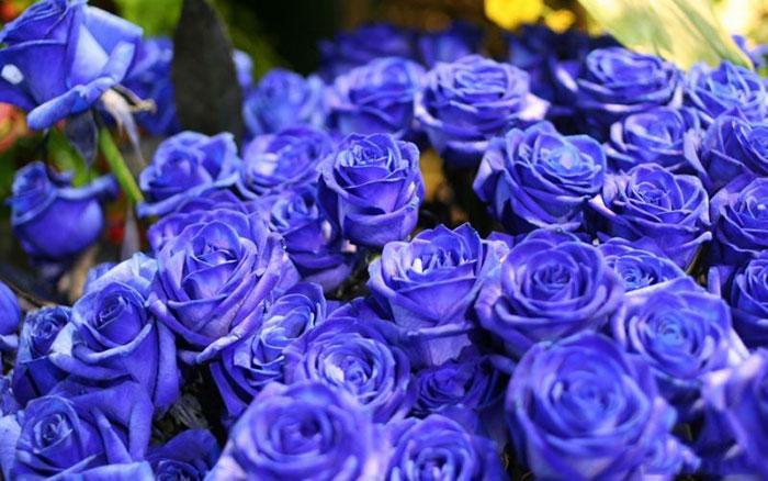عکس گل رز آبی؛ 33 عکس جذاب و زیبا برای پروفایل