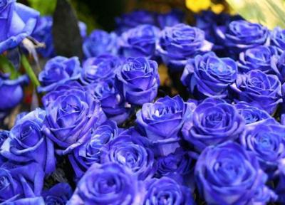 عکس گل رز آبی؛ 33 عکس جذاب و زیبا برای پروفایل