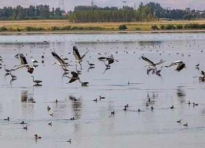 بهشت پرندگان ایران کجاست؟