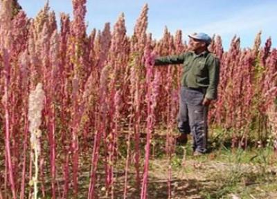 خاویار گیاهی یکی از ناجیان بی آبی در کرمان