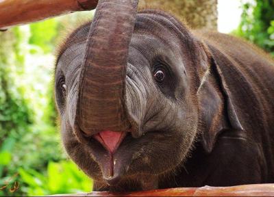 باغ وحش چیانگ مای در تایلند