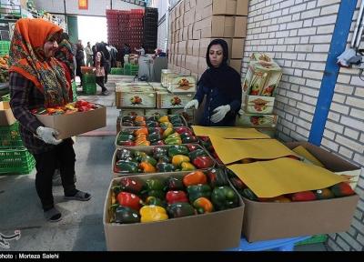افزایش حجم صادرات و ترانسفر محصولات کشاورزی هرمزگان از عمان
