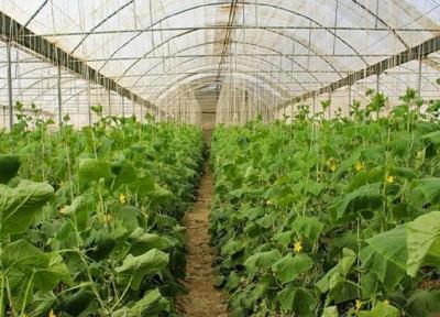 نخستین گواهی فراوری محصول سالم در گلخانه برای کشاورز خاشی صادر شد