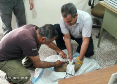 نجات یک قلاده گورکن در قائم شهر