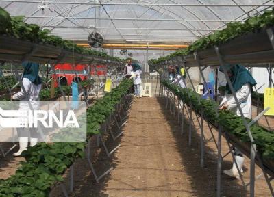 خبرنگاران استاندار: شیوع کرونا 200 میلیارد ریال به گل کاران استان مرکزی خسارت وارد کرد
