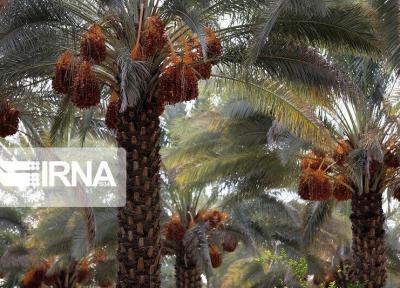 خبرنگاران ظرفیت تولید60 رقم خرما در هرمزگان استعدادیابی شد