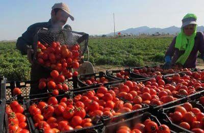 خبرنگاران ورود چهار کارخانه تولیدی خوزستان به طرح خرید حمایتی گوجه فرنگی