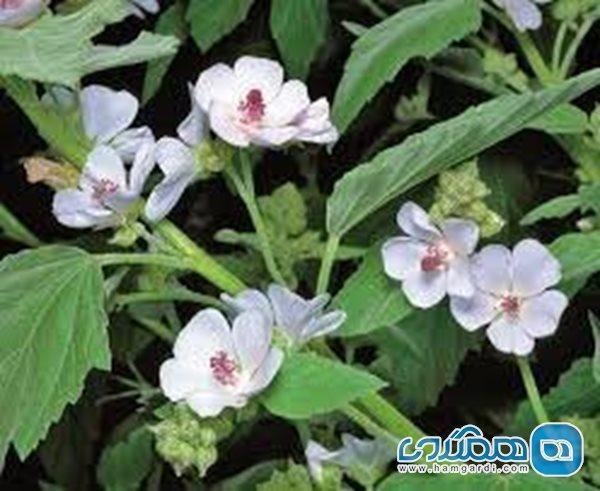 گیاهی برای بهبود سرفه های خشک گیاهی برای بهبود سرفه های خشک