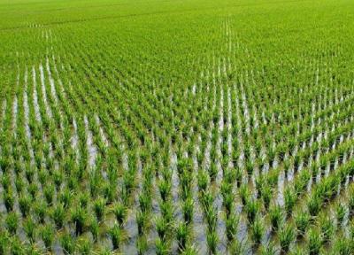 قصه پر رنج برنج؛ تشکیل سازمان برنج حلقه مفقوده مدیریت این محصول استراتژیک