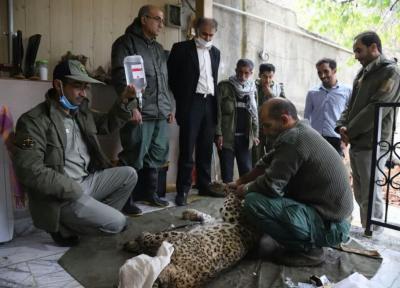 خبرنگاران مرگ مبهم یک قلاده پلنگ ماده در مازندران