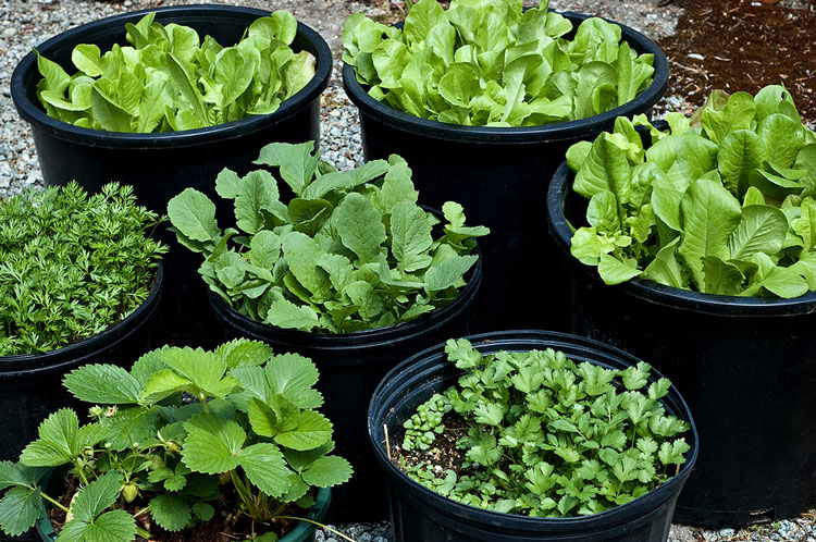چگونه در خانه سبزی خوردن بکاریم؟ چگونه در خانه سبزی خوردن بکاریم؟
