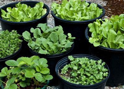 چگونه در خانه سبزی خوردن بکاریم؟