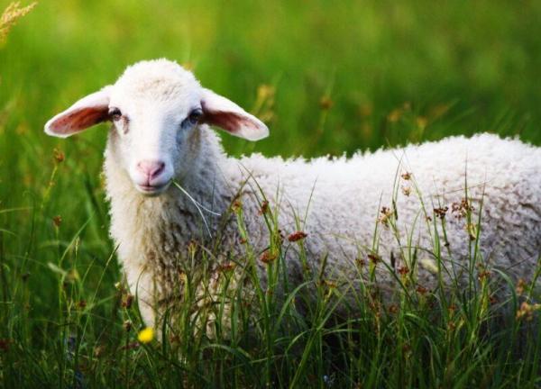 خبرنگاران نژاد گوسفندی برای افزایش چندقلوزایی در میامی اصلاح شد