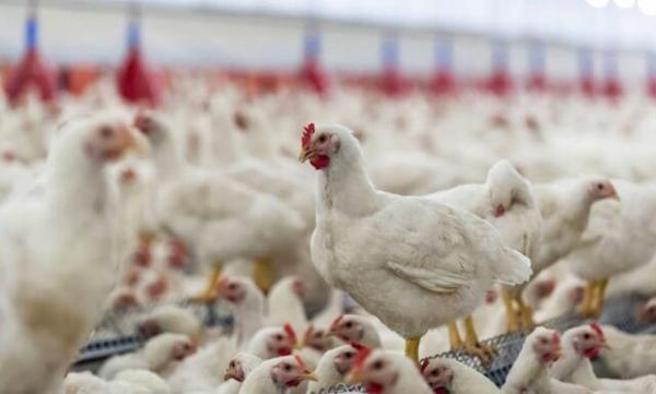 مشکل کمبود مرغ در ماکو مرتفع گردد