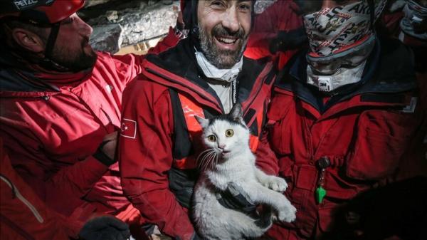داوطلبان بیش از 300 حیوان را در استان زلزله زده هاتای ترکیه نجات می دهند