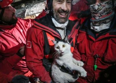داوطلبان بیش از 300 حیوان را در استان زلزله زده هاتای ترکیه نجات می دهند