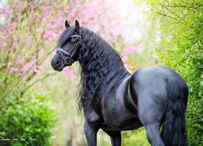 زیباترین اسب دنیا؛ این اسب از افسانه ها آمده است، عکس