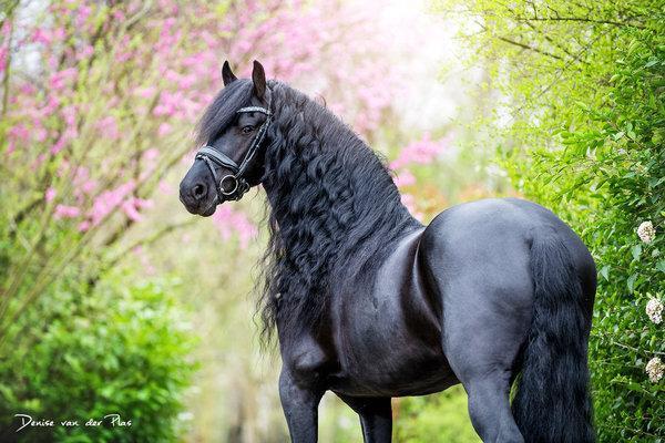زیباترین اسب دنیا؛ این اسب از افسانه ها آمده است، عکس