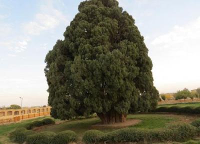 قنات تاریخی نبادان، ناجی سرو ابرکوه